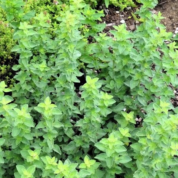 Oregano Hot And Spicy (Origanum vulgare) Sadzonka (1).jpg