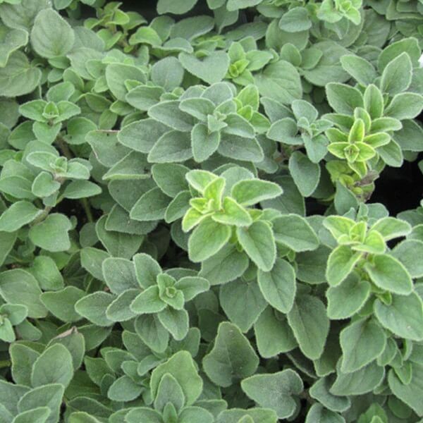 Oregano Hot And Spicy (Origanum vulgare) Sadzonka (2).jpg