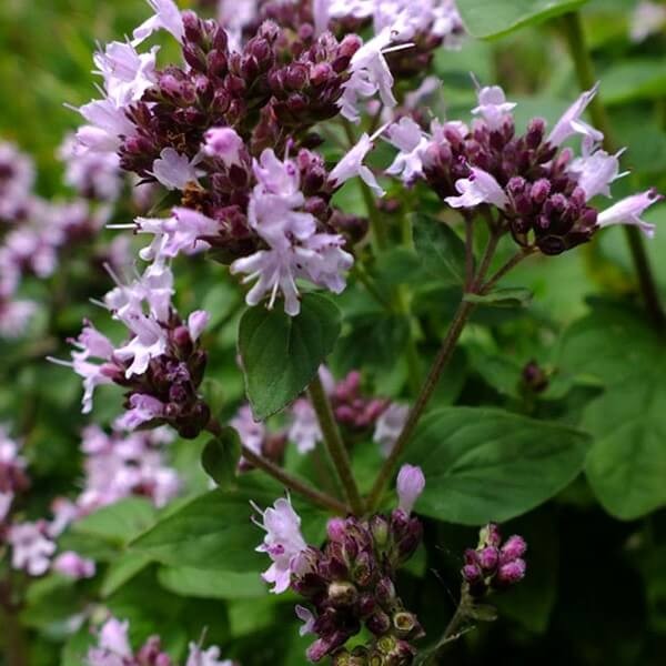 Oregano pospolite (Origanum vulgare) Sadzonka (3).jpg