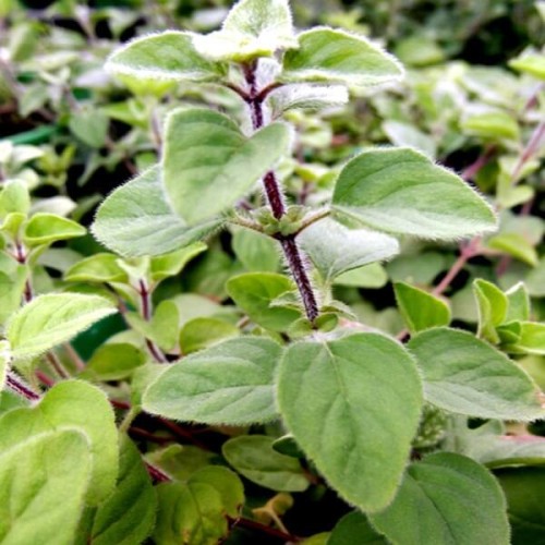 Oregano pospolite sadzonka C1