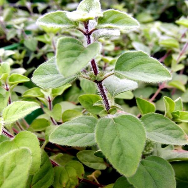 Oregano pospolite (Origanum vulgare) Sadzonka (2).jpg