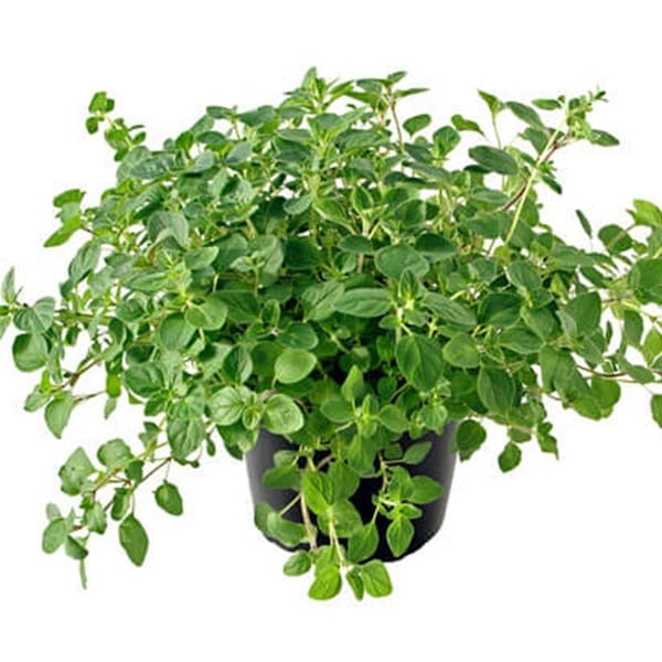 Oregano pospolite (Origanum vulgare) Sadzonka.jpg