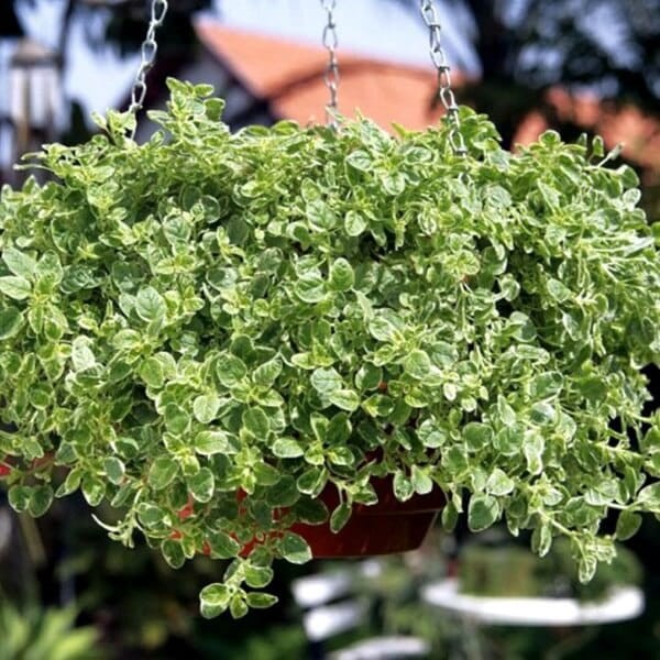 Oregano Variegata (Origanum vulgare) Sadzonka (3).jpg