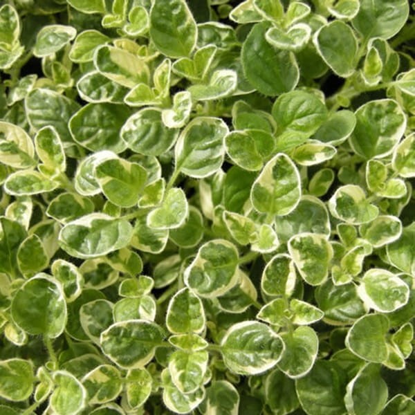 Oregano Variegata (Origanum vulgare) Sadzonka (1).jpg
