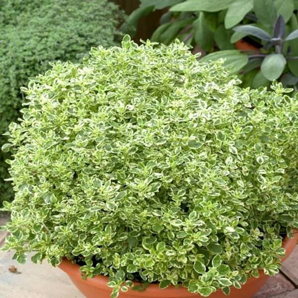 Oregano Variegata (Origanum vulgare) Sadzonka (2).jpg