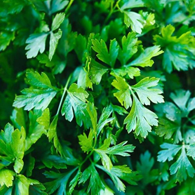 Pietruszka naciowa 'Festival 68' (Petroselinum crispum) nasiona 5g (2).jpg