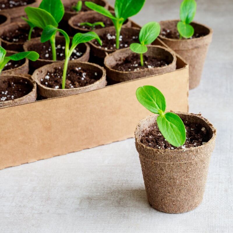 doniczki-torfowe-srednica-6cm.jpg