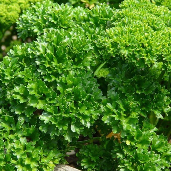 Pietruszka fryzowana kędzierzawa wieloletnia (Petroselinum crispum) Sadzonka (3).jpg