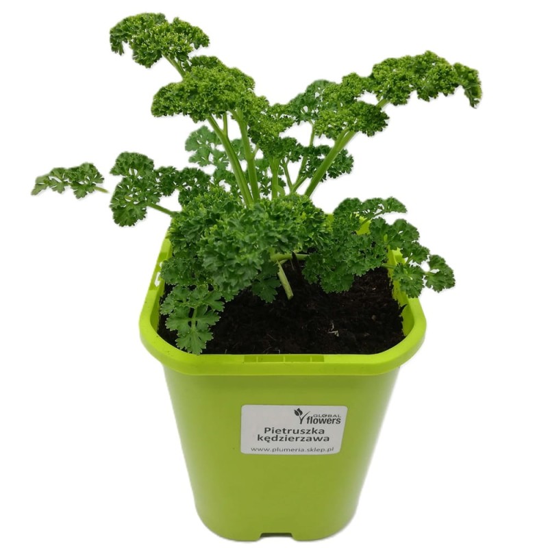 Pietruszka fryzowana kędzierzawa wieloletnia (Petroselinum crispum) Sadzonka (4).jpg