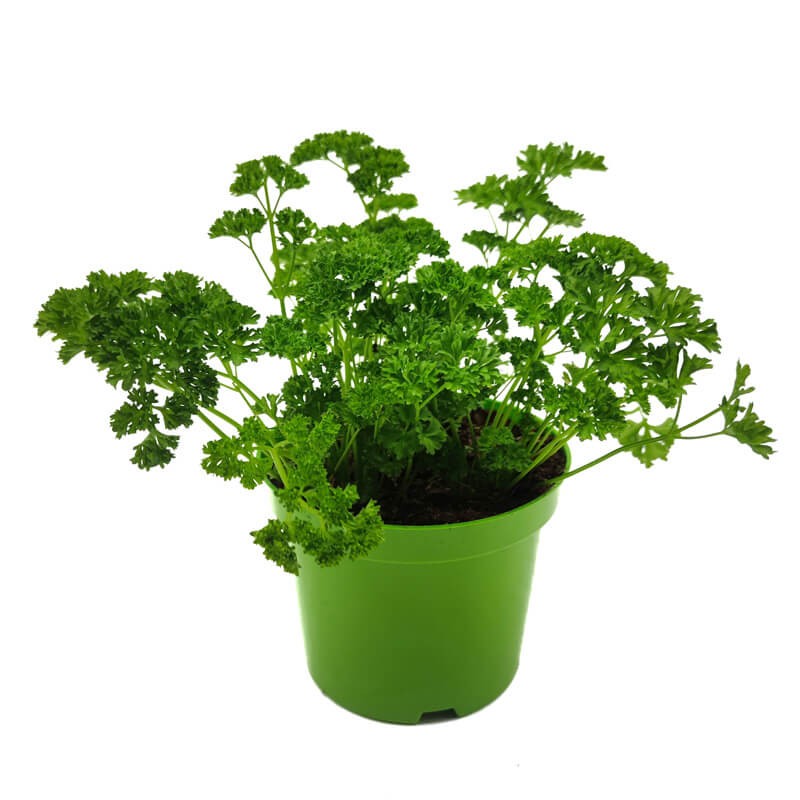 Pietruszka naciowa (Petroselinum crispum) Sadzonka C1,5.jpg
