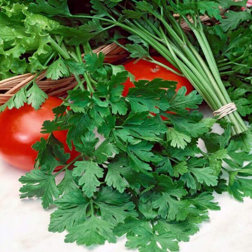 Pietruszka naciowa Gigante d Italia nasiona 2g