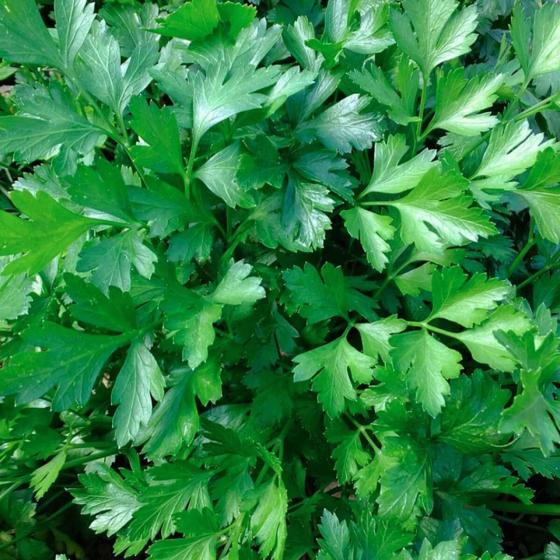 Pietruszka naciowa Gigante d' Italia (Petroselinum crispum) nasiona 2g.jpg