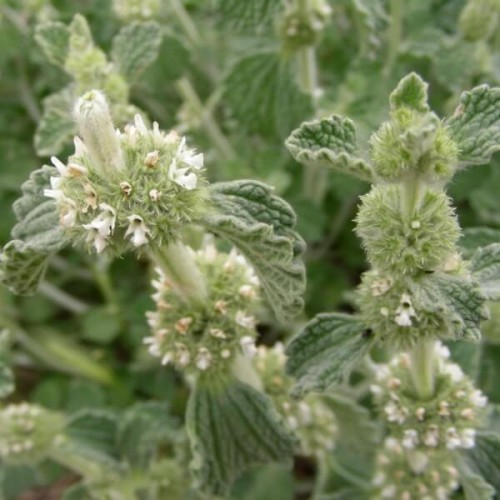 Szanta zwyczajna nasiona 0,1g