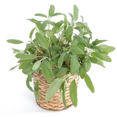 Szałwia Lekarska (Salvia officinalis) nasiona 1g (2).jpg