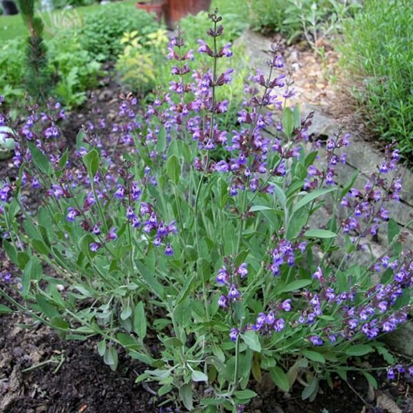 Szałwia Lekarska (Salvia officinalis) nasiona 1g (3).jpg
