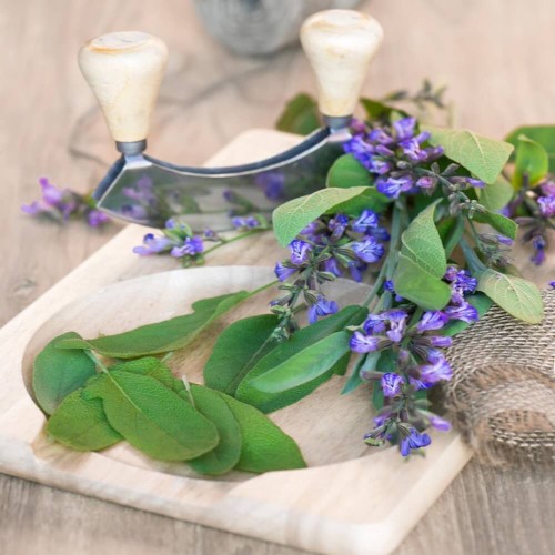 Szałwia Lekarska sadzonka