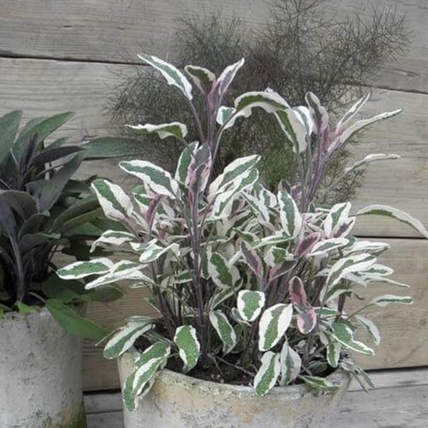 Szałwia Lekarska TRICOLOR (Salvia officinalis) Sadzonka (3).jpg