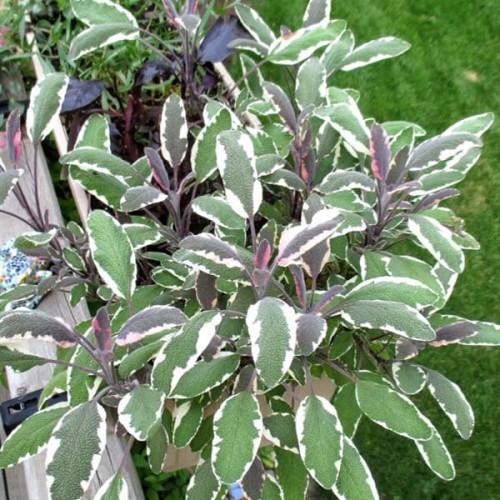 Szałwia Lekarska TRICOLOR sadzonka C1