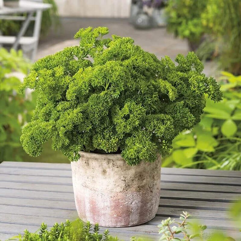 Pietruszka naciowa kędzierzawa MOSS CURLED 2 (Petroselinum c.) nasiona XL 100 g (2).jpg