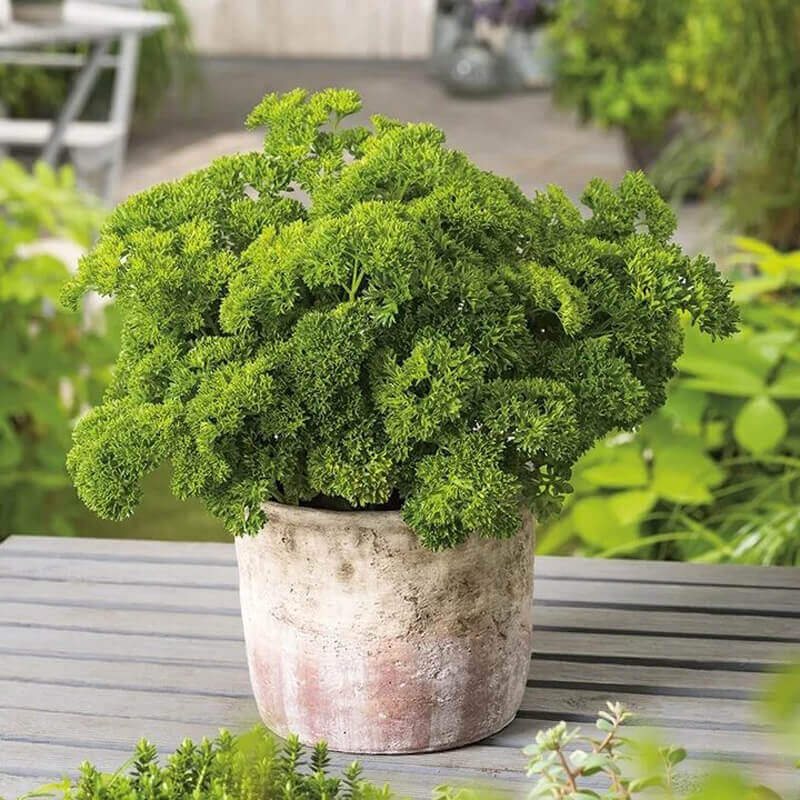 Pietruszka naciowa kędzierzawa MOSS CURLED 2 (Petroselinum c.) nasiona XXL 500 g (2).jpg