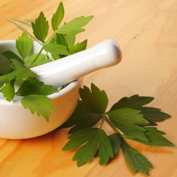 Lubczyk ogrodowy (Levisticum officinale) Sadzonka (1).jpg