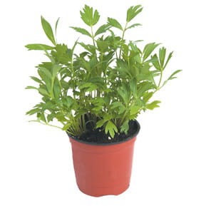 Lubczyk ogrodowy (Levisticum officinale) Sadzonka.jpg