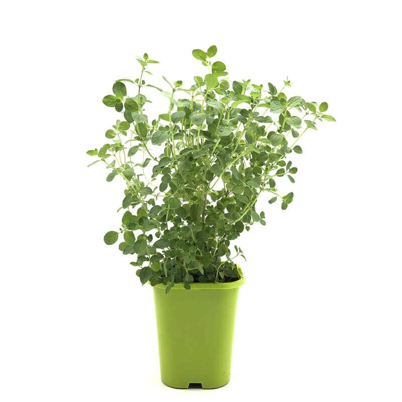 Majeranek (Origanum majorana) Sadzonka (1).jpg