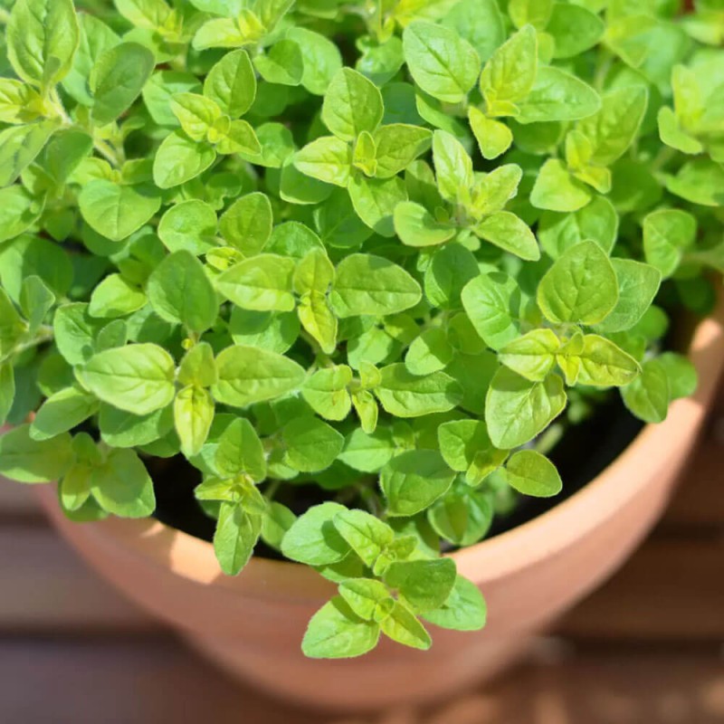 Majeranek (Origanum majorana) Sadzonka (3).jpg