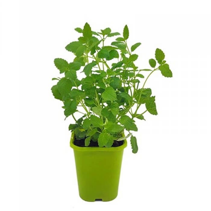 Melisa cytrynowa (Melissa officinalis) Sadzonka.jpg