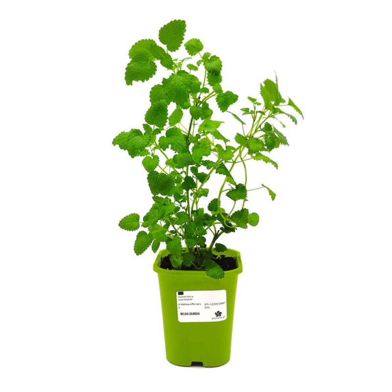Melisa lekarska (Melissa officinalis) Sadzonka (1).jpg