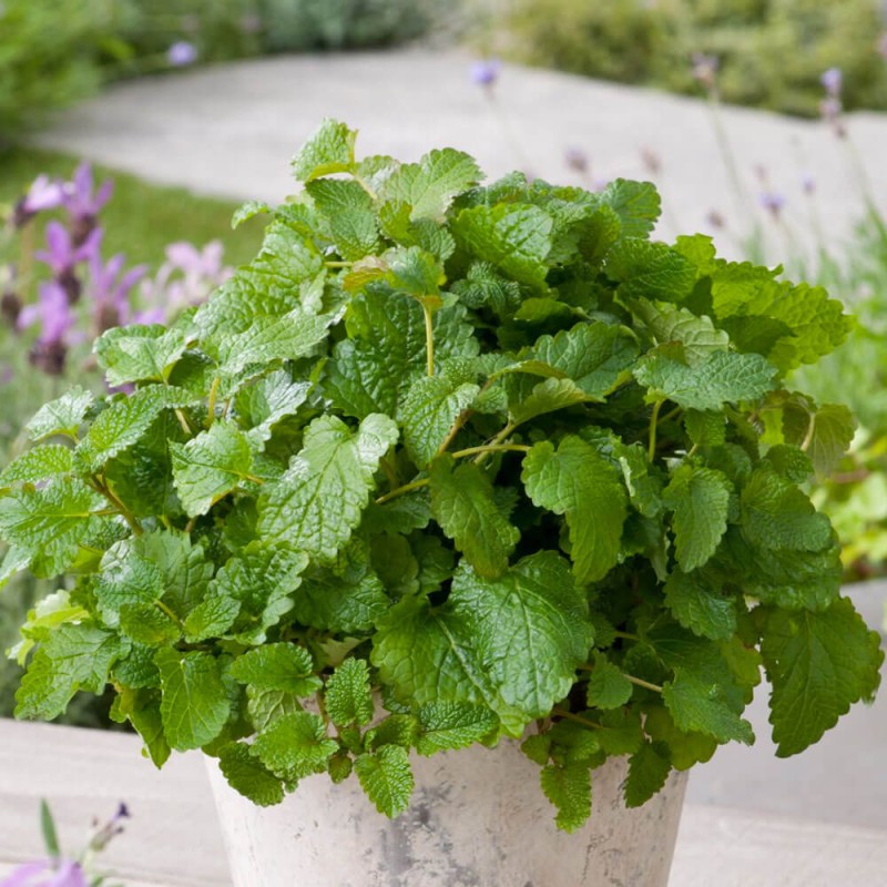 Melisa lekarska (Melissa officinalis) Sadzonka (2).jpg