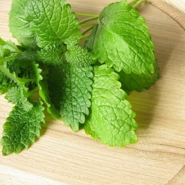 Melisa lekarska (Melissa officinalis) Sadzonka (3).jpg