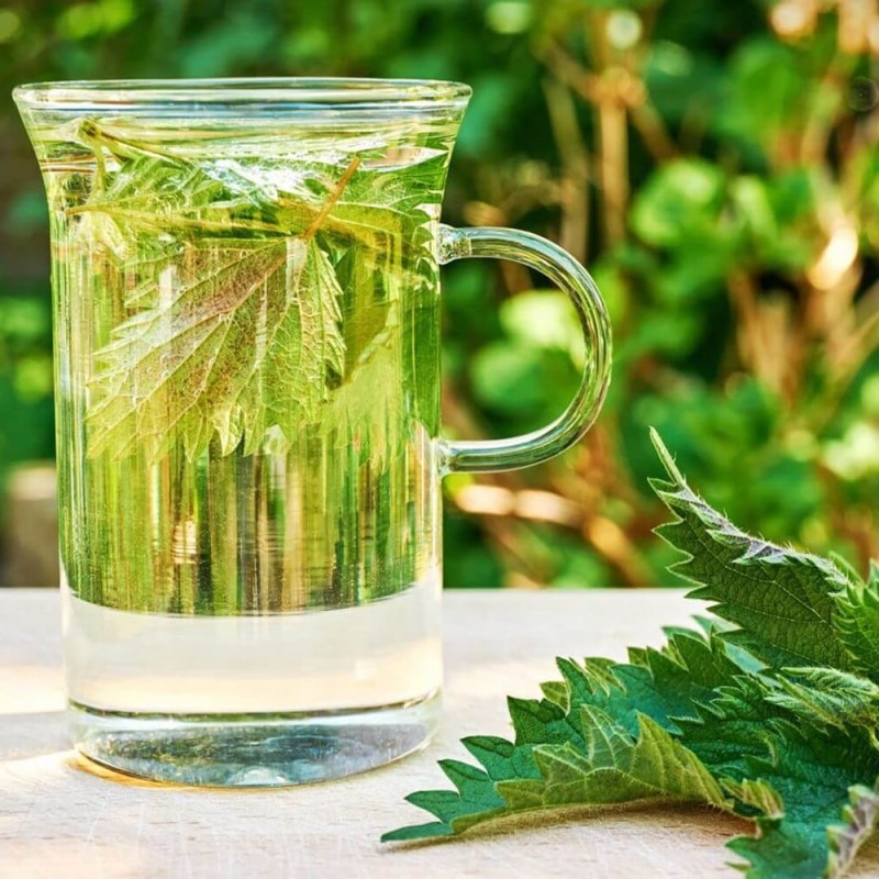 Pokrzywa zwyczajna (Urtica dioica) nasiona 0,1g  (2).jpg