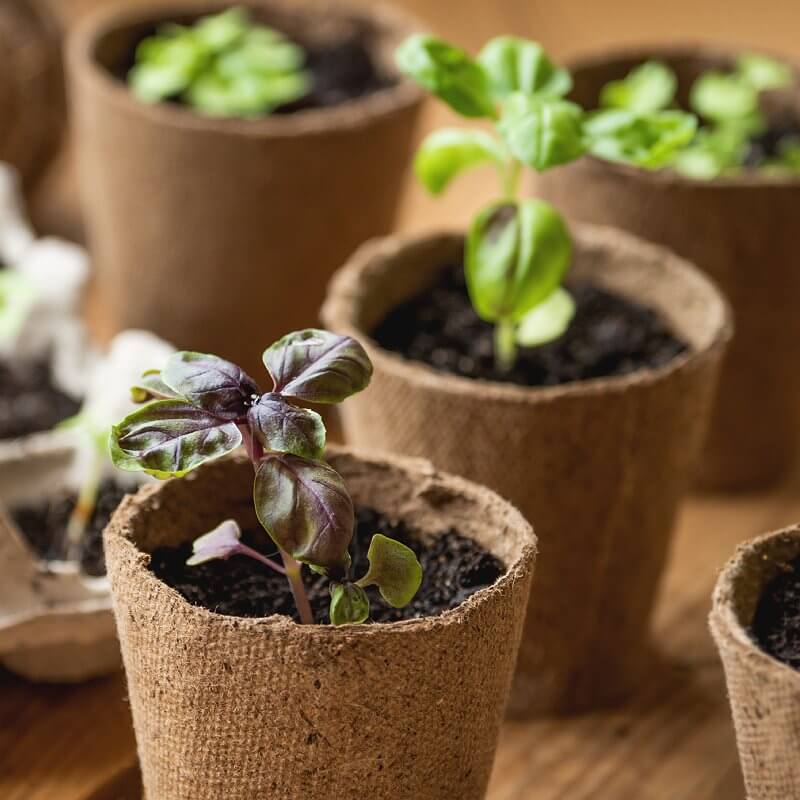 ekologiczne-torfowe-doniczki-8cm.jpg