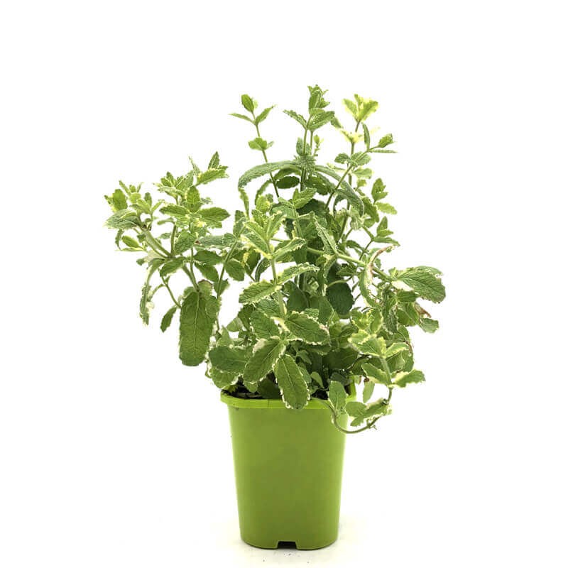 Mięta Ananasowa (Mentha suaveolens Variegata Pineapple) Sadzonka C1 (1).jpg