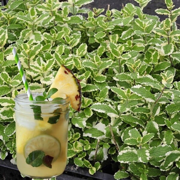 Mięta Ananasowa (Mentha suaveolens Variegata Pineapple) Sadzonka C1 (3).jpg