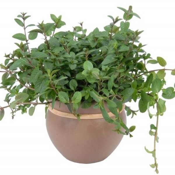 Mięta Czekoladowa (Mentha x piperita Chocolate) Sadzonka C1 (2).jpg