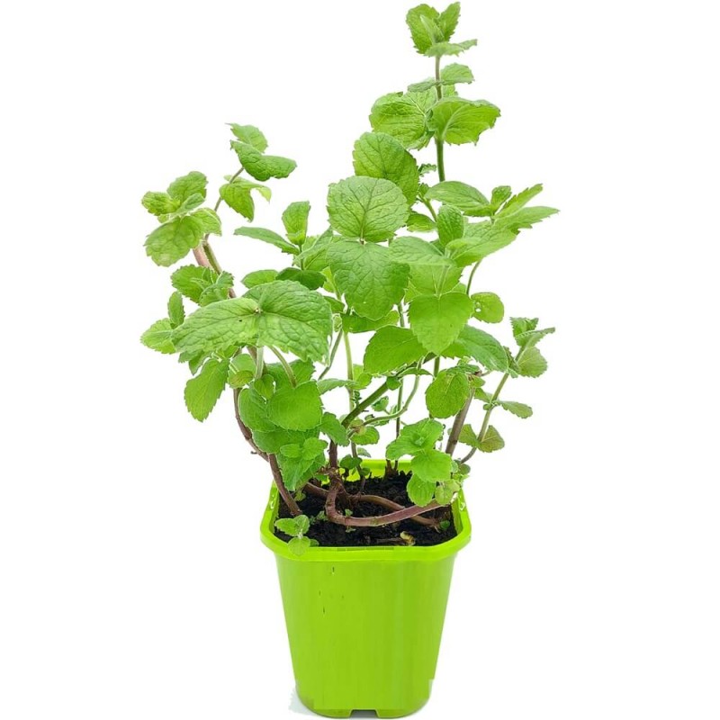 Mięta Jabłkowa (Mentha suaveolens) Sadzonka (2).jpg