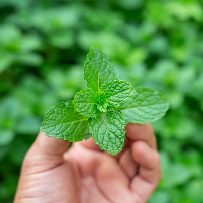 Mięta Jabłkowa (Mentha suaveolens) Sadzonka.jpg