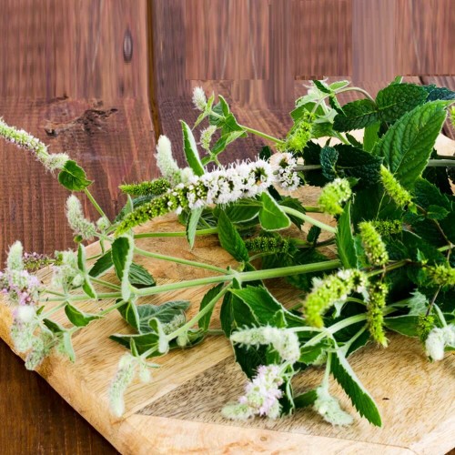 Mięta długolistna nasiona 0,1g