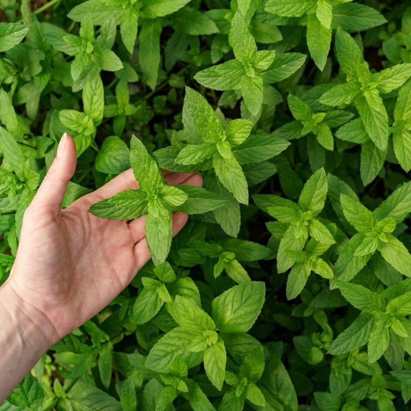 Mięta długolistna (Mentha longifolia) nasiona 0,1g (4).jpg