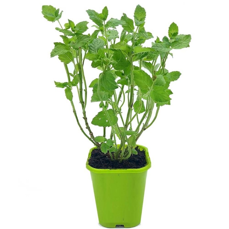 Mięta Grejpfrutowa (Mentha x piperita Grapefruit) Sadzonka.jpg