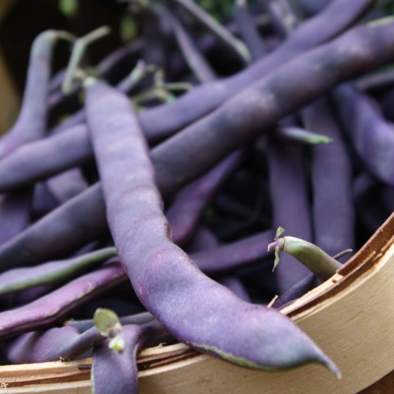 Fasola szparagowa purple teepee nasiona (3).jpg