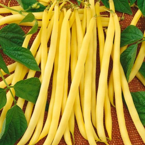 Fasola szparagowa ZŁOTA SAXA karłowa nasiona 50g