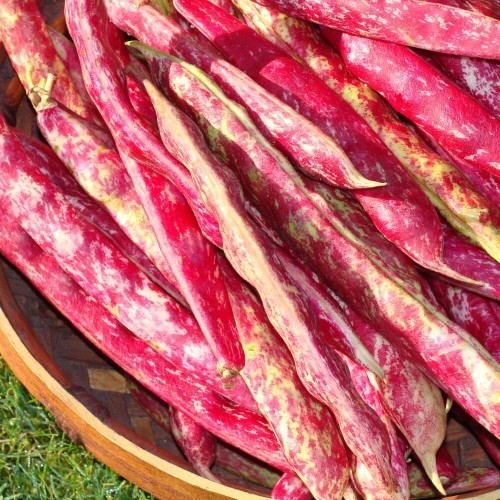 Fasola szparagowa karłowa dwubarwna BORLOTTO nasiona 30g