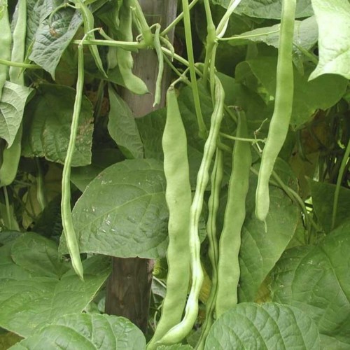 Fasola szparagowa tyczna HILDS Neckarkönigin nasiona 10g