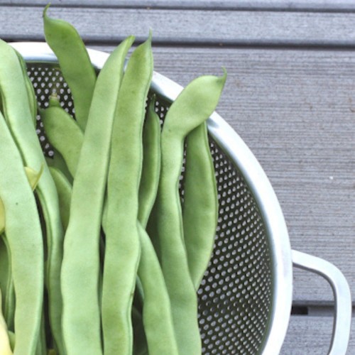 Fasola szparagowa tyczna HILDS Neckarkönigin nasiona XL 100g