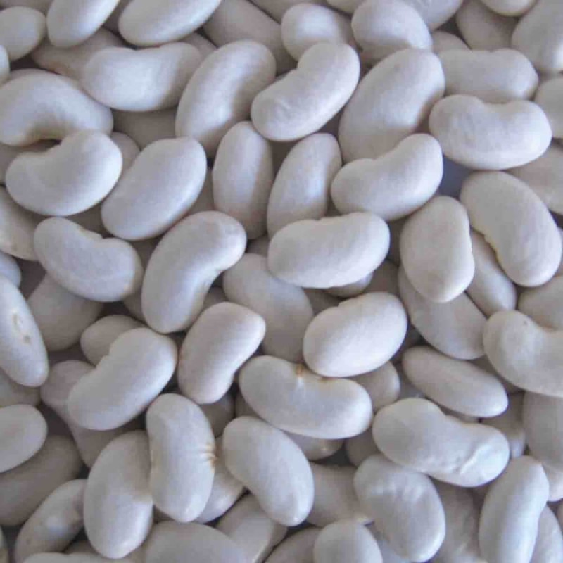 Fasola tyczna piękny jaś nasiona xl (1).jpg