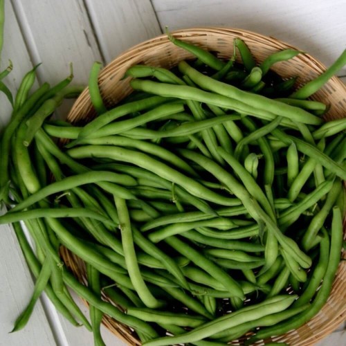 Fasola szparagowa karłowa CROPPER TEEPEE nasiona XL 500g