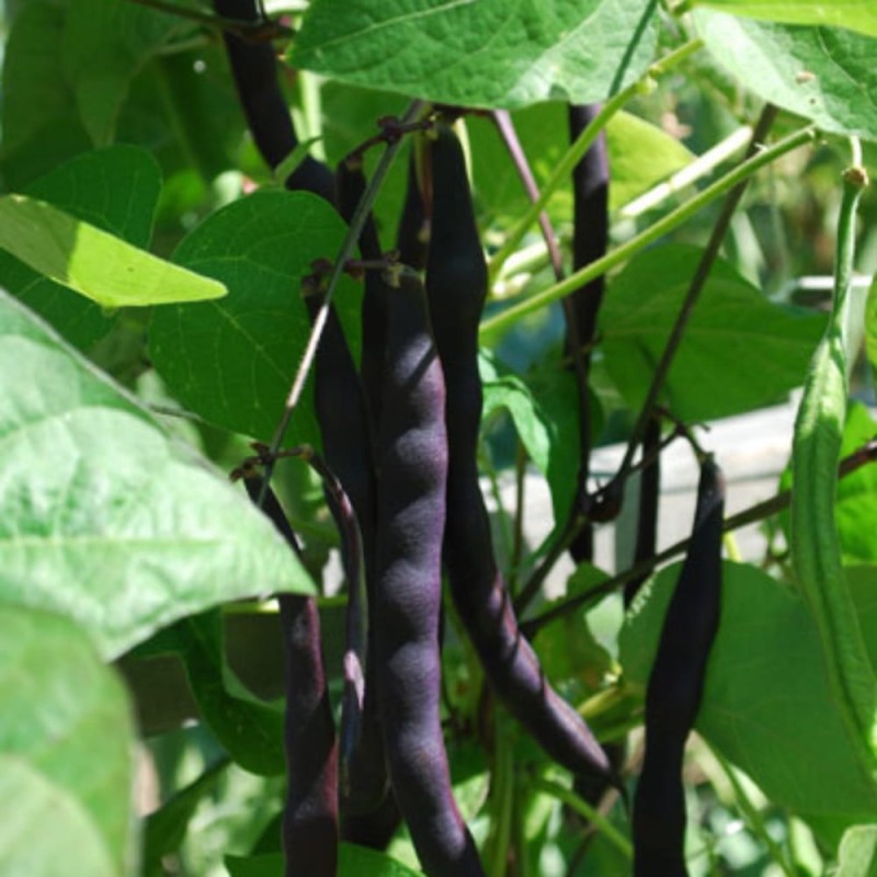 Fasola szparagowa purple teepee nasiona xxl (3).jpg